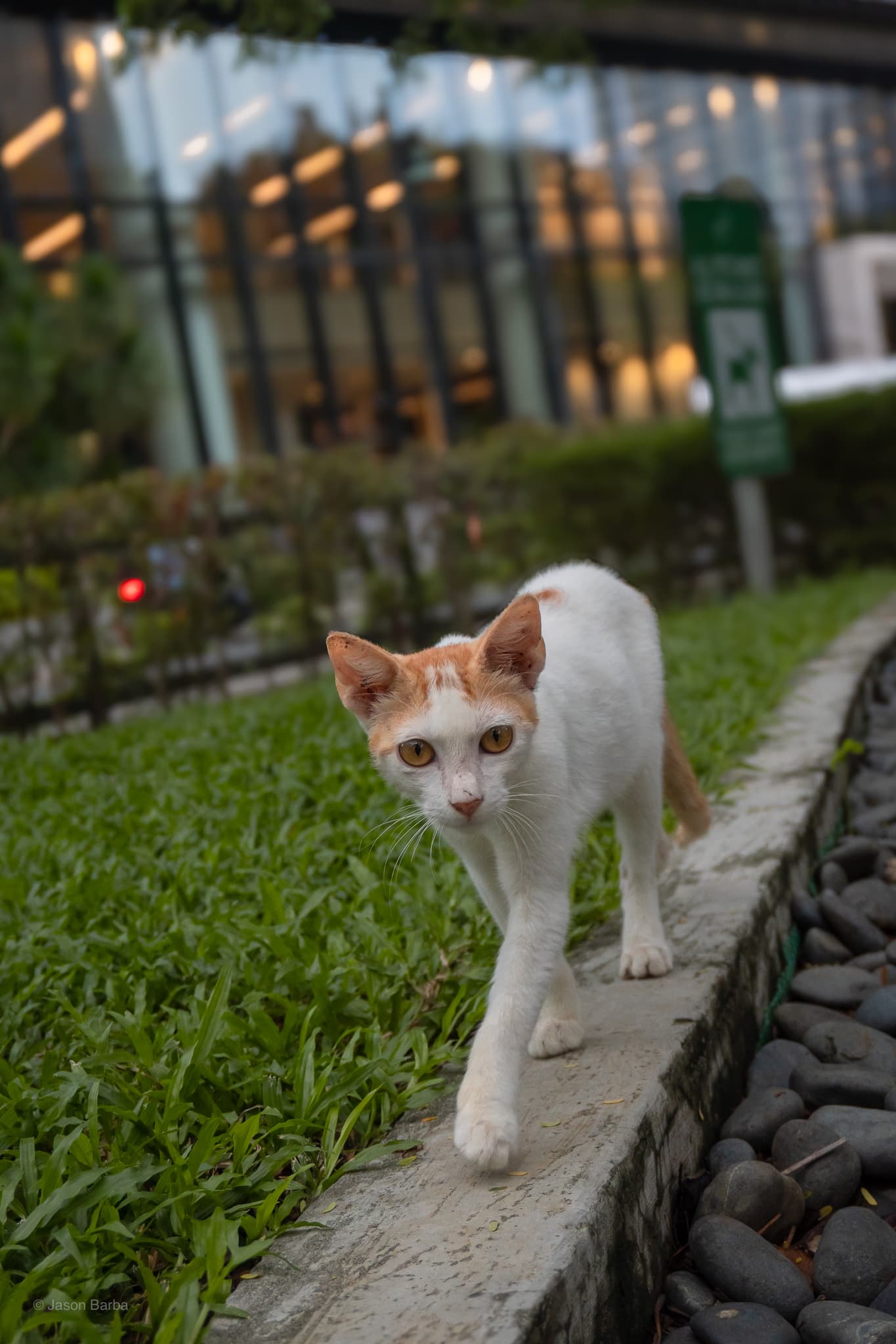 cat walk