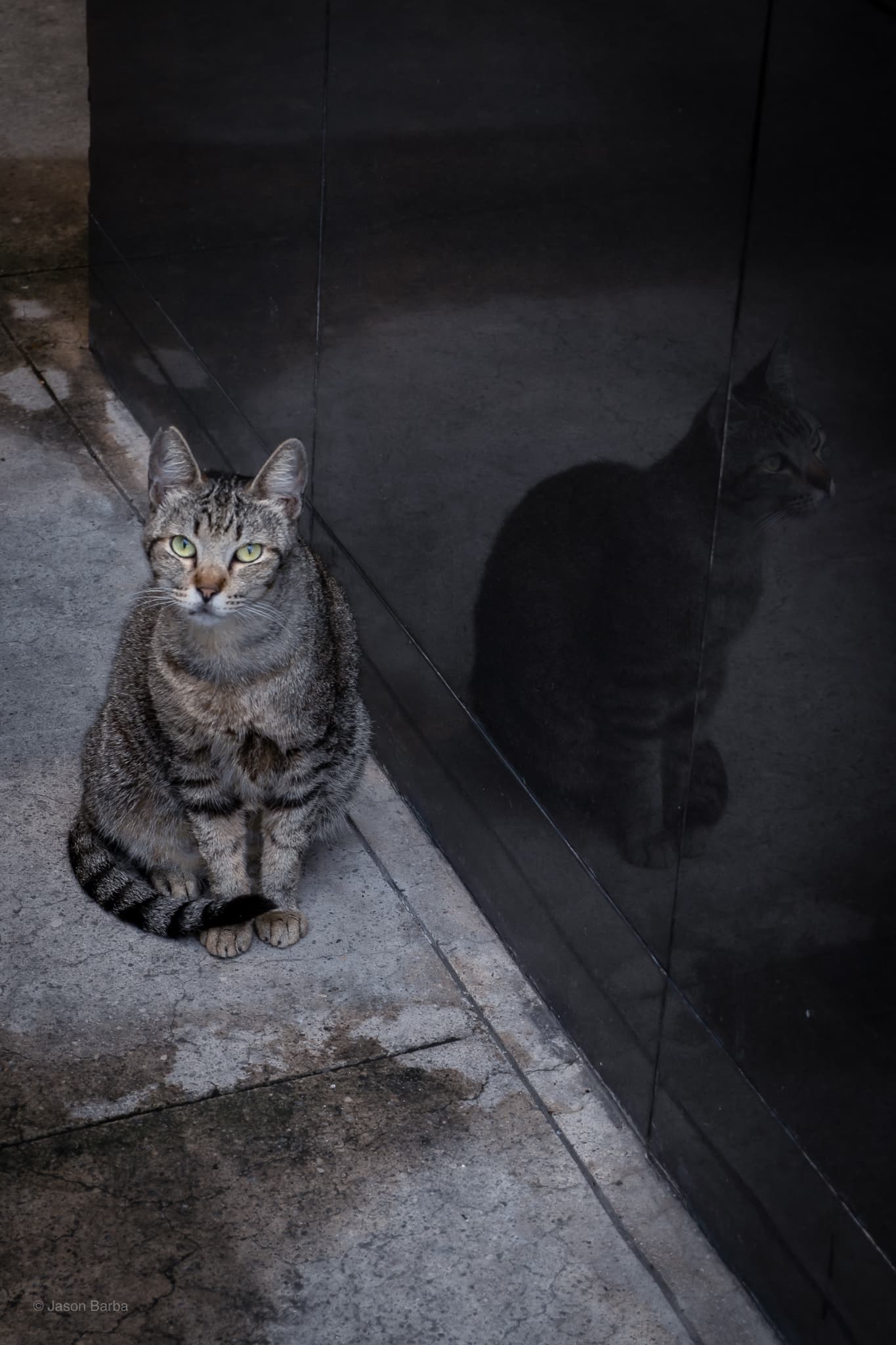 corner cat