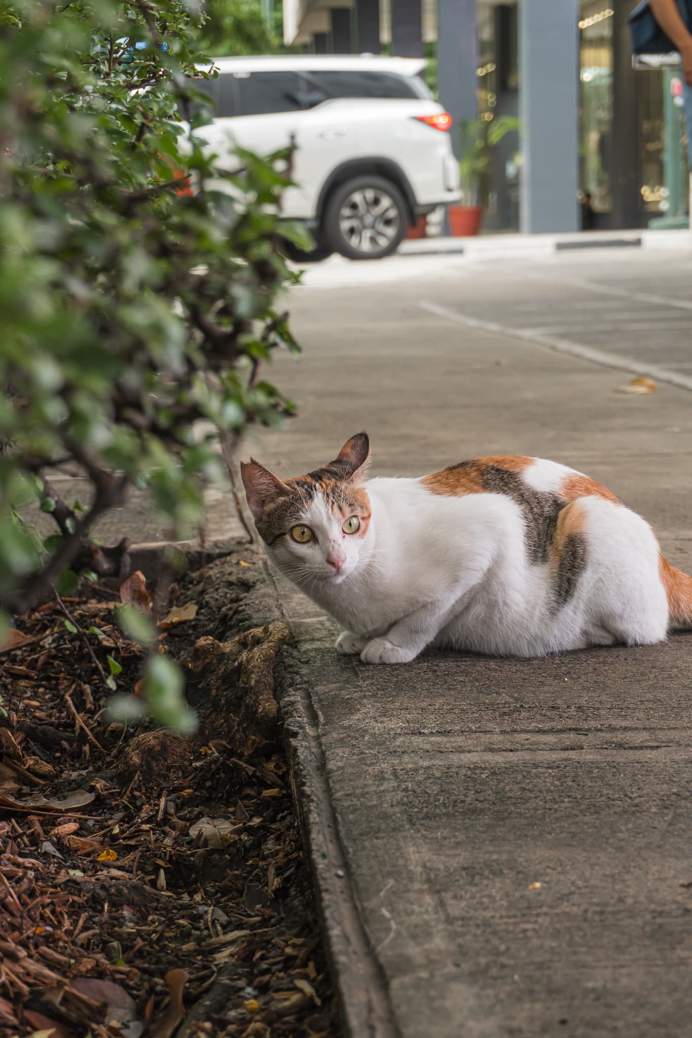 high street cat
